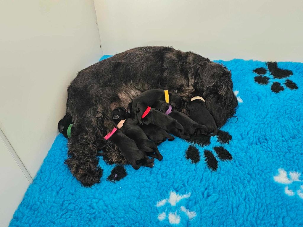 Chiot Schnauzer miniature Back To The Start