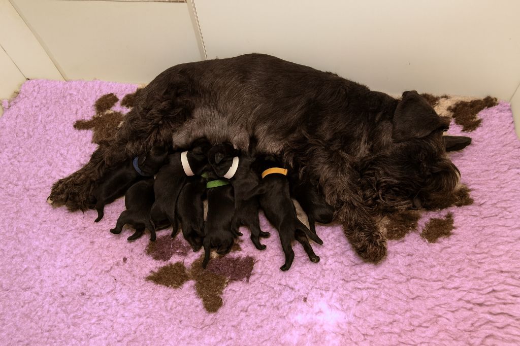 Back To The Start - Schnauzer miniature - Portée née le 18/11/2025